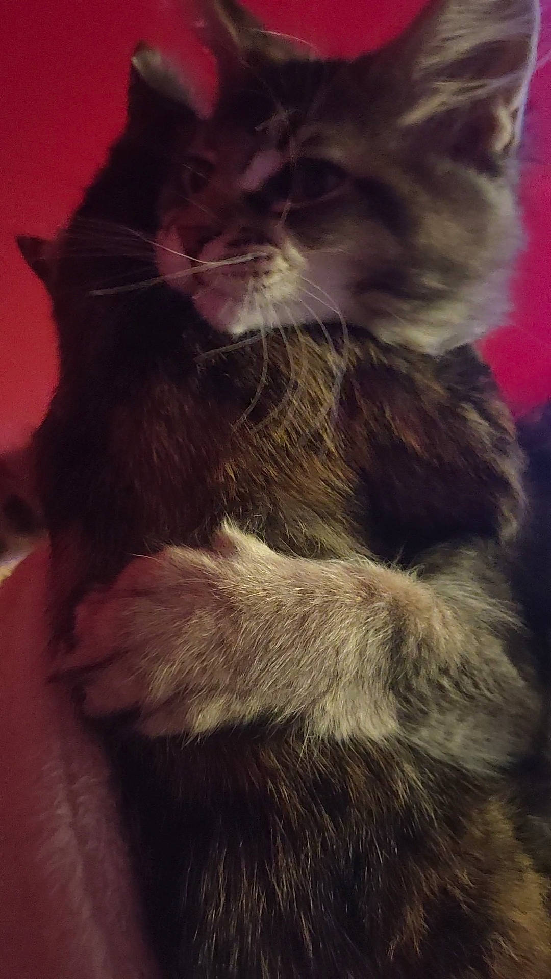 Pookie a rejoint le concours — aidez-le/la à gagner de superbes lots ! carnivore, cat, claw, cloud, darkness, domestic_short_haired_cat, ear, felidae, fur, paw, sky, small_to_medium_sized_cats, snout, tail, terrestrial_animal, whiskers