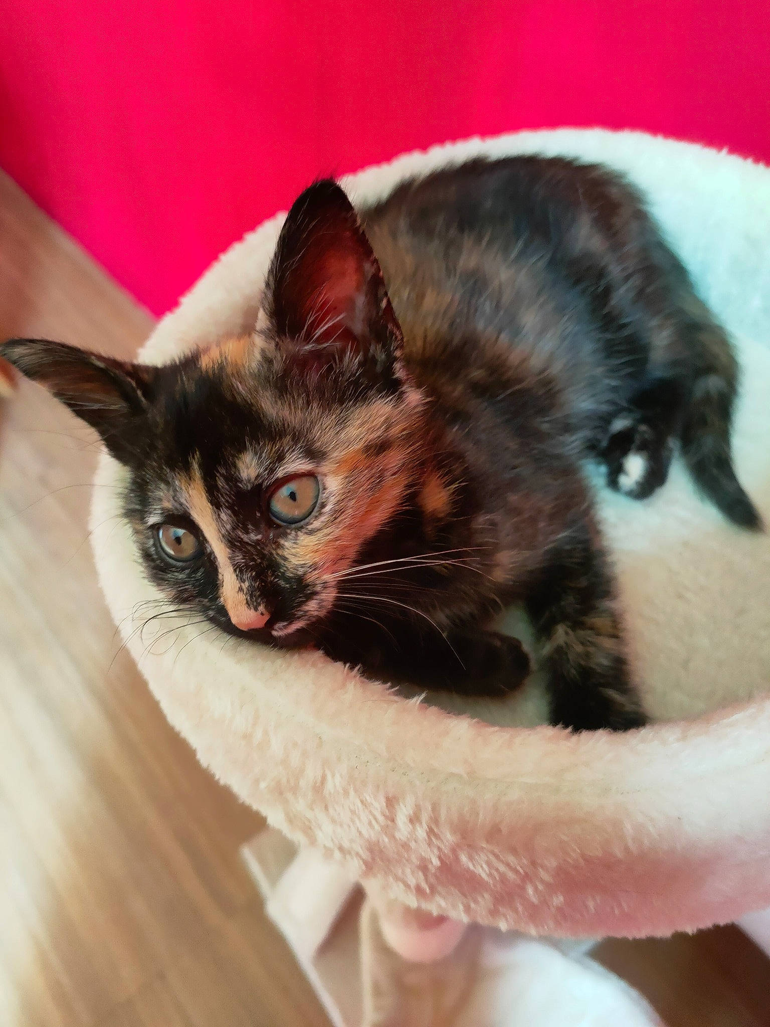 Pookie participe au concours pour gagner de l'argent avec cette photo : carnivore, cat, claw, comfort, domestic_short_haired_cat, ear, felidae, foot, fur, gesture, hand, head, human_leg, paw, sitting, small_to_medium_sized_cats, snout, tail, whiskers, wood