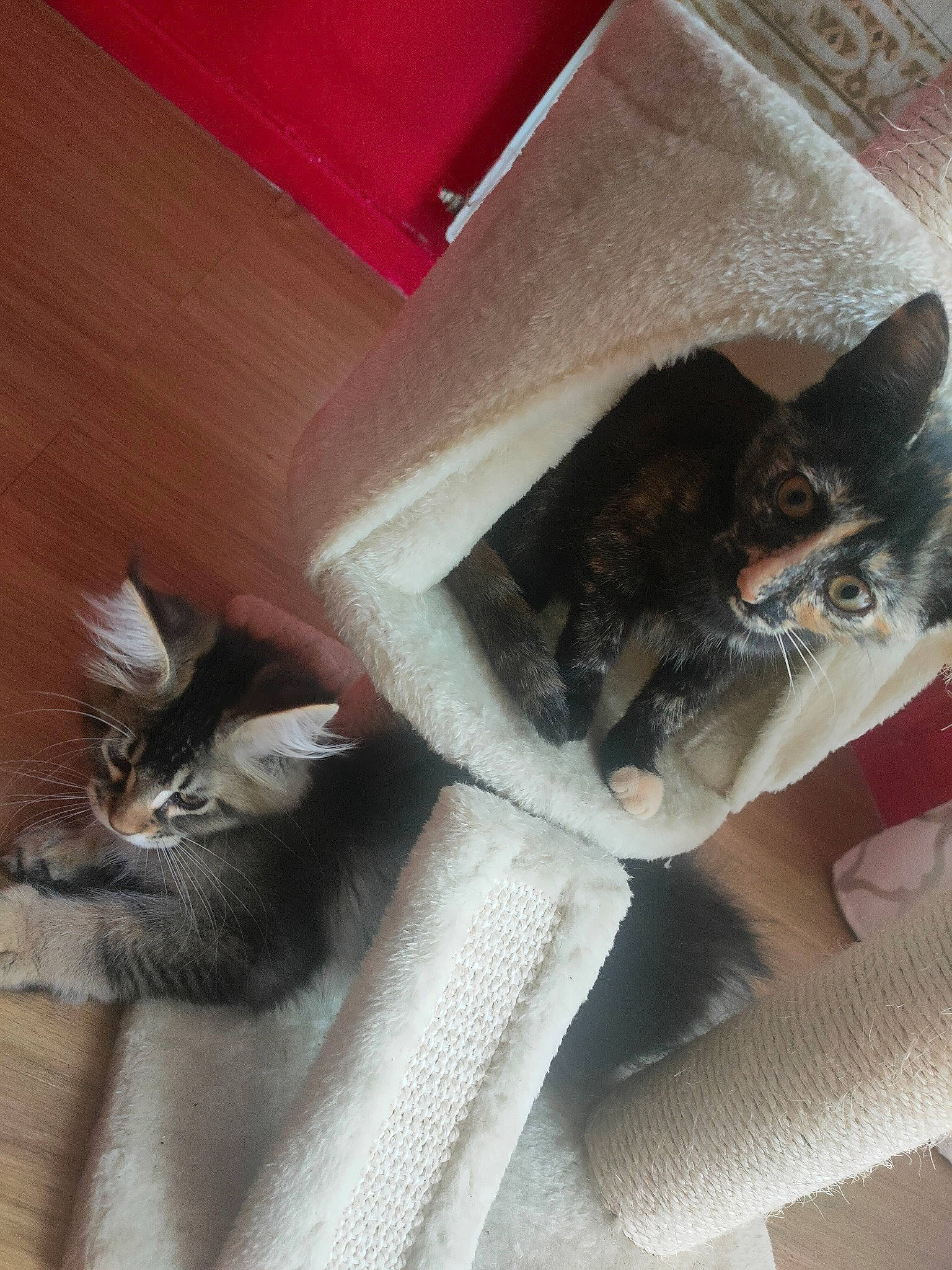 Pookie a rejoint le concours — aidez-le/la à gagner de superbes lots ! carmine, carnivore, cat, cat_supply, comfort, couch, domestic_short_haired_cat, felidae, floor, flooring, fur, grey, hardwood, human_leg, room, small_to_medium_sized_cats, tail, thigh, whiskers, wood