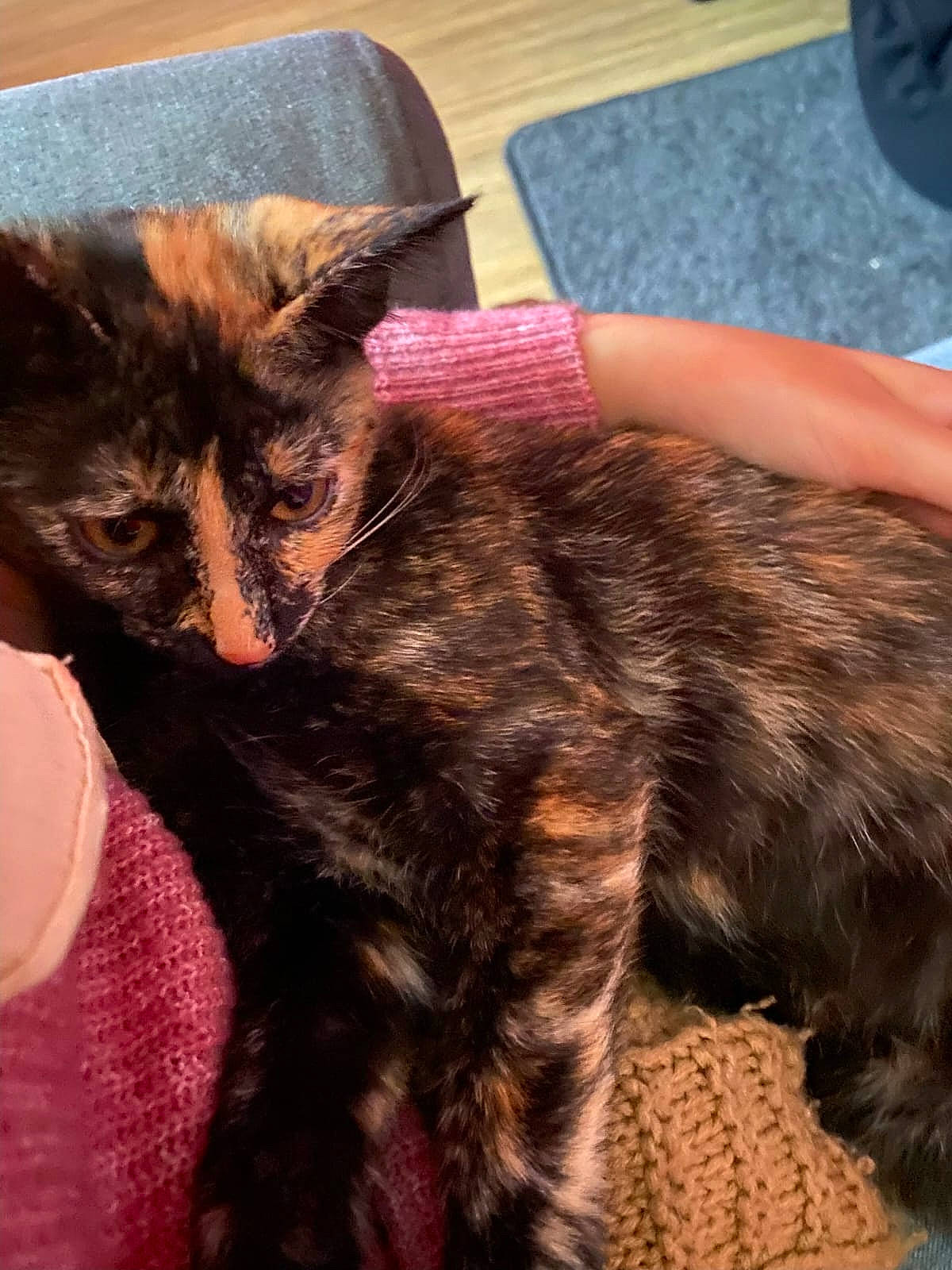 Pookie a rejoint le concours — aidez-le/la à gagner de superbes lots ! carnivore, cat, claw, comfort, domestic_short_haired_cat, ear, fawn, felidae, foot, fur, human_leg, lap, liver, mammal, paw, small_to_medium_sized_cats, snout, tail, terrestrial_animal, whiskers