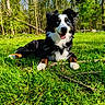 dog, grass, outdoor, forest, sunlight, blue_eyes, happy, animal, nature, canine, tongue_out, pet, summer, greenery, playful, resting, daytime, mammal, fur, ears