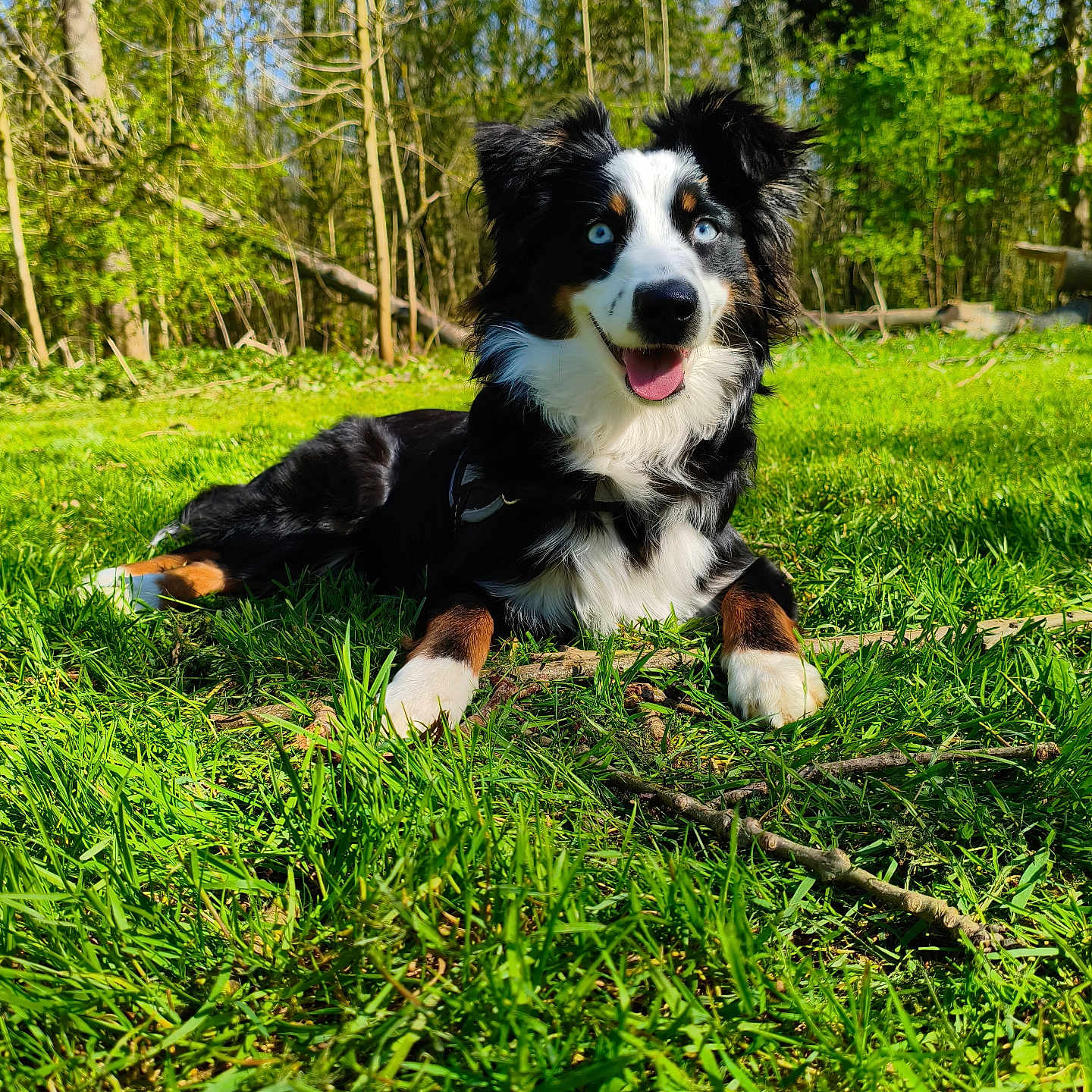 Aīki participe au concours pour gagner de l'argent avec cette photo : dog, grass, outdoor, forest, sunlight, blue_eyes, happy, animal, nature, canine, tongue_out, pet, summer, greenery, playful, resting, daytime, mammal, fur, ears