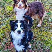 Aīki participe au concours pour gagner de l'argent avec cette photo : dog, animal, outdoor, grass, moss, nature, pet, canine, fur, blue_eyes, brown_fur, white_fur, curious, attentive, two_dogs, standing, close_up, portrait, daylight, playful