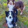 dog, animal, outdoor, grass, moss, nature, pet, canine, fur, blue_eyes, brown_fur, white_fur, curious, attentive, two_dogs, standing, close_up, portrait, daylight, playful