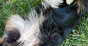 Aīki participe au concours pour gagner de l'argent avec cette photo : animal, black, brown, canine, dog, domestic_animal, footwear, fur, grass, grass_field, green, lying_down, nature, outdoor, paws, pet, relaxing, sleeping, summer, white