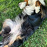 Aīki participe au concours pour gagner de l'argent avec cette photo : dog, grass, outdoor, animal, relaxing, fur, black, brown, white, paws, sleeping, pet, nature, green, summer, grass_field, lying_down, canine, domestic_animal, footwear