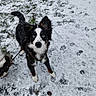 Aīki a rejoint le concours — aidez-le/la à gagner de superbes lots ! dog, snow, grass, blue_eyes, animal, outdoor, winter, fur, pet, leash, alert, curious, black_fur, white_fur, brown_fur, paw_prints, nature, cold, playful, standing