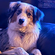 Uky a rejoint le concours — aidez-le/la à gagner de superbes lots ! animal, australian_shepherd, blue_light, canine, collar, companion, couch, cozy, dog, fur, furry, household, indoor, leather, paw, pet, portrait, relaxed, sitting, tag