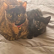 Luchy Y Pelo is registered to the contest to win money with this photo: cat, kitten, tortoiseshell, pet, animal, feline, indoor, bed, blanket, cute, fur, collar, resting, cozy, companion, two_animals, looking, ears, whiskers, domestic_cat