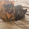 cat, kitten, tortoiseshell, pet, animal, feline, indoor, bed, blanket, cute, fur, collar, resting, cozy, companion, two_animals, looking, ears, whiskers, domestic_cat