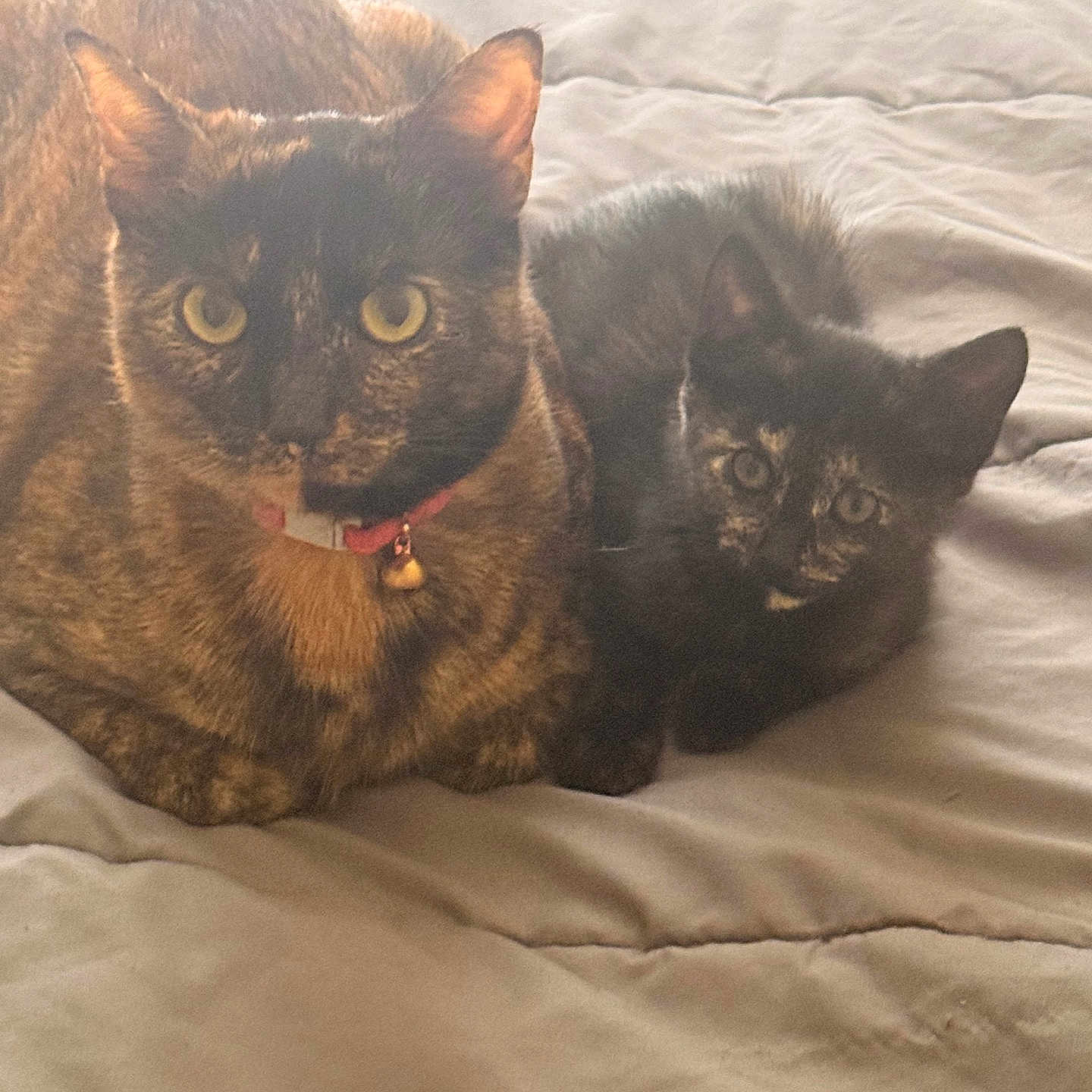 Luchy Y Pelo is registered to the contest to win money with this photo: cat, kitten, tortoiseshell, pet, animal, feline, indoor, bed, blanket, cute, fur, collar, resting, cozy, companion, two_animals, looking, ears, whiskers, domestic_cat