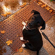 Jett joined the competition — help win amazing prizes! dog, black_dog, leash, collar, pavement, wet_surface, puddle, autumn_leaves, fall_season, shoes, owners_feet, looking_up, playful, portrait, close_up, street, tactile_paving, evening_light, happy, paws