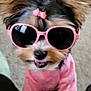 Marley is registered to the contest to win money with this photo: dog, sunglasses, pink_sweater, pet, cute, small_dog, fur, bow, accessory, indoor, portrait, animal, fashion, adorable, canine, smiling, closeup, fluffy, home, stylish