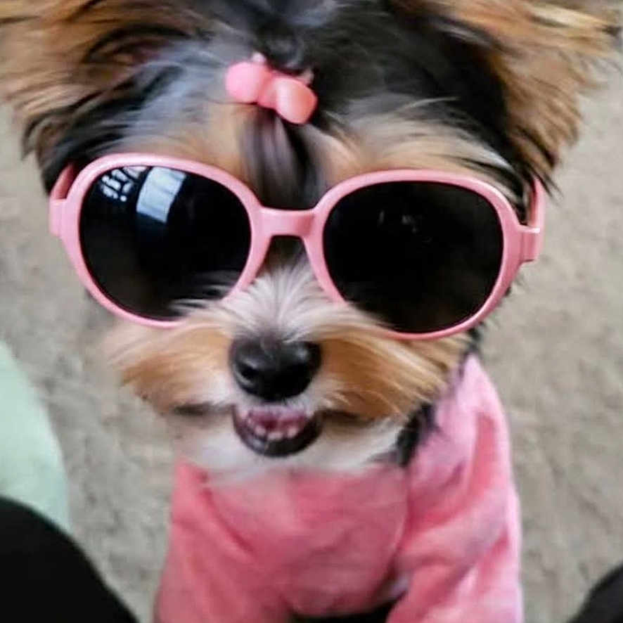 Marley is registered to the contest to win money with this photo: accessory, adorable, animal, bow, canine, closeup, cute, dog, fashion, fluffy, fur, home, indoor, pet, pink_sweater, portrait, small_dog, smiling, stylish, sunglasses