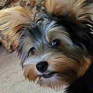 Marley is registered to the contest to win money with this photo: dog, close_up, fluffy, pet, animal, indoor, cute, fur, portrait, face, ears, carpet, expression, looking, small_dog, friendly, domestic_animal, nose, whiskers, canine