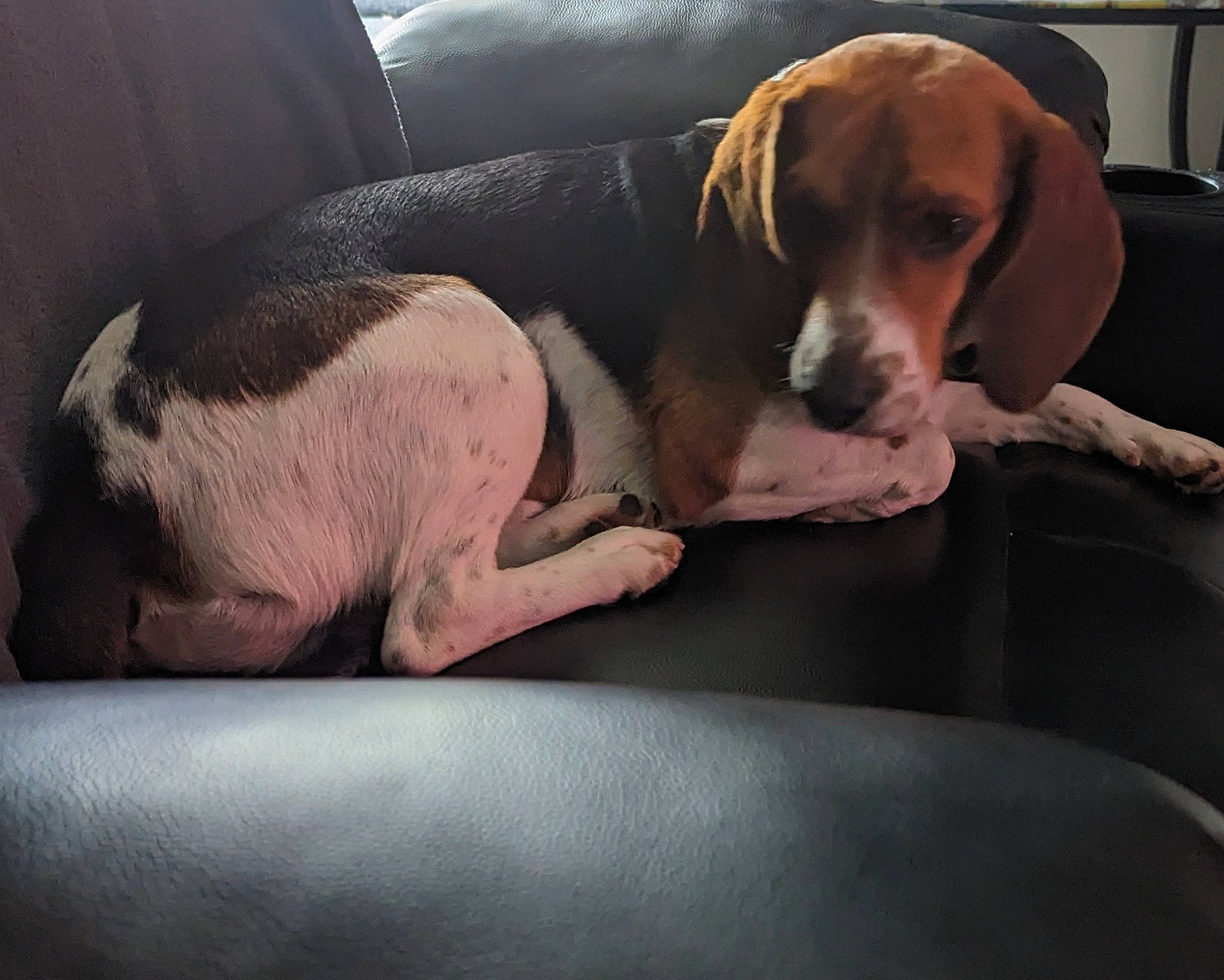 Freddie is registered to the contest to win money with this photo: beagle_harrier, canidae, carnivore, collar, comfort, companion_dog, dog, dog_breed, dog_collar, dog_supply, fawn, finnish_hound, hound, non_sporting_group, pet_supply, scent_hound, snout, sporting_group, working_animal