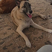 Starbaby joined the competition — help win amazing prizes! dog, indoor, carpet, floor, animal, pet, canine, lying_down, happy, tongue_out, door, pattern, light, shadow, brown, beige, furniture, relaxing, companion, home