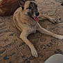 dog, indoor, carpet, floor, animal, pet, canine, lying_down, happy, tongue_out, door, pattern, light, shadow, brown, beige, furniture, relaxing, companion, home