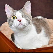 Uno participe au concours pour gagner de l'argent avec cette photo : cat, one-eyed_cat, pet, feline, indoor, cozy, bed, suitcase, animal, close-up, fur, whiskers, pink_nose, relaxed, portrait, domestic_animal, cute, one_eye_closed, resting, curious