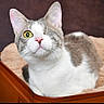 cat, one-eyed_cat, pet, feline, indoor, cozy, bed, suitcase, animal, close-up, fur, whiskers, pink_nose, relaxed, portrait, domestic_animal, cute, one_eye_closed, resting, curious