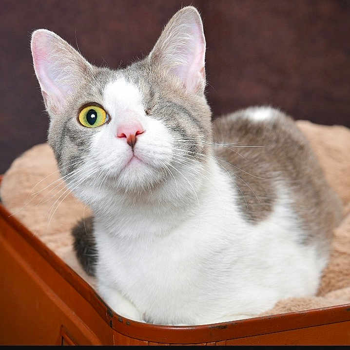 Uno participe au concours pour gagner de l'argent avec cette photo : cat, one-eyed_cat, pet, feline, indoor, cozy, bed, suitcase, animal, close-up, fur, whiskers, pink_nose, relaxed, portrait, domestic_animal, cute, one_eye_closed, resting, curious