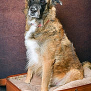 Pirate a rejoint le concours — aidez-le/la à gagner de superbes lots ! dog, canine, pet, sitting, brown_fur, white_fur, suitcase, blanket, portrait, studio, indoor, fur, ears, face, animal, looking, cute, collar, furniture, floor