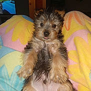 Ace joined the competition — help win amazing prizes! belly, blanket, colorful_blanket, cute, dog, doorway, eyes, flash_photography, fur, human_lap, indoor, living_room, lying_on_back, nose, paws, pet, portrait, puppy, television, tongue_out