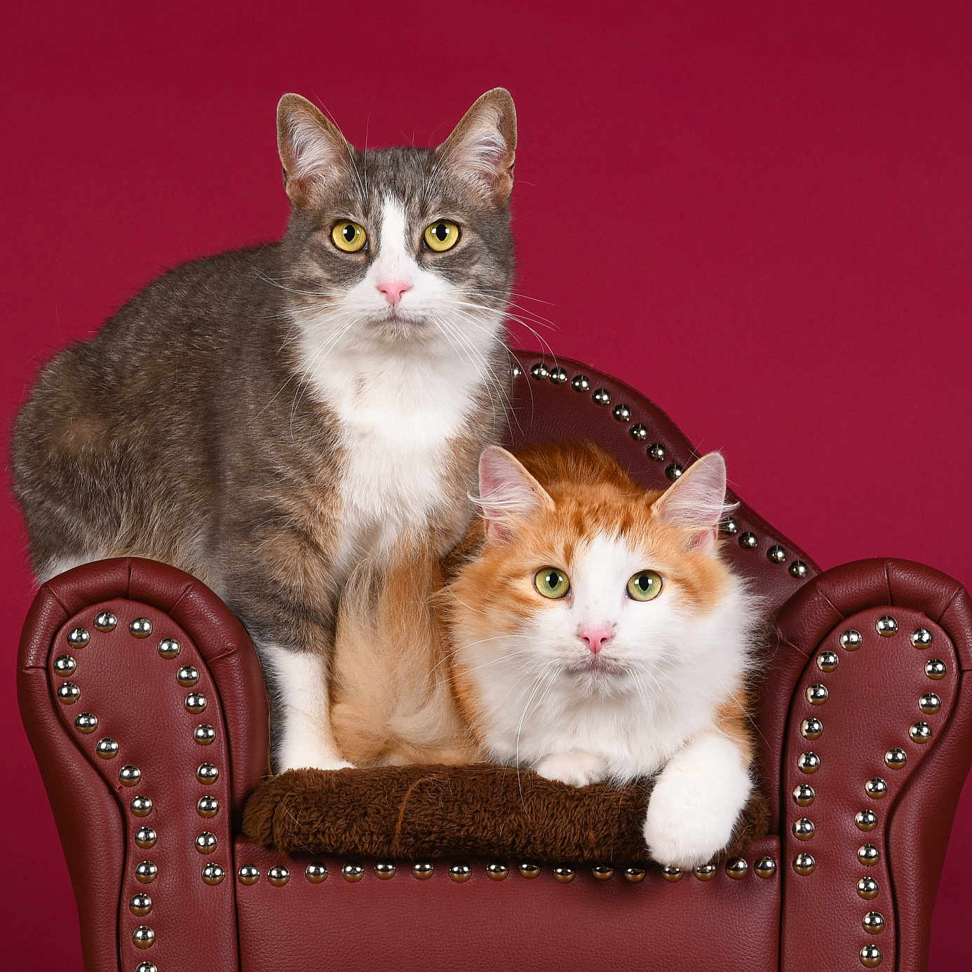 Gribouille Toutouffe a rejoint le concours — aidez-le/la à gagner de superbes lots ! animal, cat, cats, chair, curious, cute, domestic_cat, feline, fluffy, gray_cat, indoor, leather_chair, maroon_background, orange_cat, pet, portrait, posing, studs, two_cats, white_cat