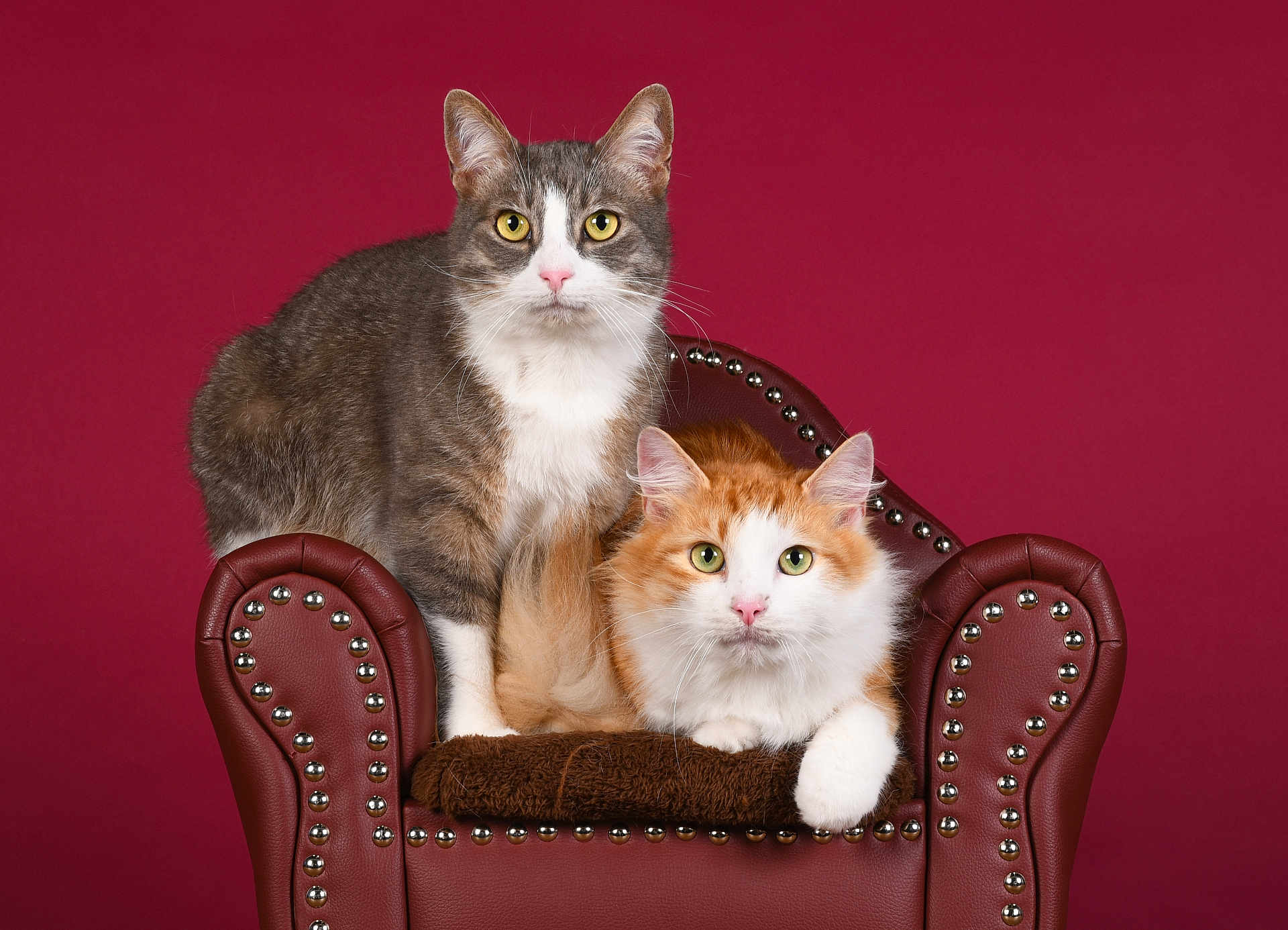 Gribouille Toutouffe a rejoint le concours — aidez-le/la à gagner de superbes lots ! cat, cats, gray_cat, orange_cat, white_cat, pet, animal, feline, chair, leather_chair, studs, maroon_background, indoor, portrait, cute, curious, fluffy, domestic_cat, two_cats, posing