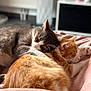 Gribouille Toutouffe participe au concours pour gagner de l'argent avec cette photo : cat, sleeping, cozy, bed, blanket, fur, domestic_animal, pet, cute, rest, indoor, animal, friendship, relaxation, mammal, whiskers, pink, soft, warm, two_cats