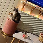 Gribouille Toutouffe participe au concours pour gagner de l'argent avec cette photo : candle, cat, coffee_table, cozy, decor, feline, floor, fur, gray_cat, indoor, living_room, orange_cat, pet, pink_stool, radiator, seated, stool, string_lights, tv_screen, woven_basket