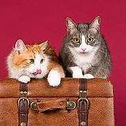 Gribouille Toutouffe participe au concours pour gagner de l'argent avec cette photo : cat, cats, orange_cat, gray_cat, feline, pet, animal, cute, fur, whiskers, suitcase, brown_leather, vintage, studio, indoor, portrait, looking, playful, curious, two_animals