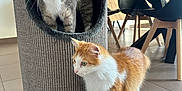 Gribouille Toutouffe participe au concours pour gagner de l'argent avec cette photo : animal, cat, cats, chairs, cozy, curious, cute, domestic, floor, furniture, gray_cat, heart_toy, home, indoor, orange_cat, pet, scratching_post, table, tile_floor, whiskers