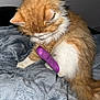 Gribouille Toutouffe participe au concours pour gagner de l'argent avec cette photo : animal, bandage, blanket, cat, comfort, cozy, cute, domestic_cat, fluffy, fur, indoor, injured_leg, looking_down, orange_cat, paw, pet, resting, soft, tail, white_fur