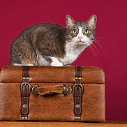 Gribouille a rejoint le concours — aidez-le/la à gagner de superbes lots ! cat, animal, pet, feline, suitcase, leather, brown, vintage, curious, wide_eyes, background, maroon, indoor, studio, portrait, whiskers, ears, fur, paws, table