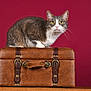 cat, animal, pet, feline, suitcase, leather, brown, vintage, curious, wide_eyes, background, maroon, indoor, studio, portrait, whiskers, ears, fur, paws, table