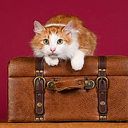 Toutouffe a rejoint le concours — aidez-le/la à gagner de superbes lots ! cat, orange_cat, white_cat, pet, animal, leather_suitcase, vintage, brown, fur, whiskers, ears, green_eyes, paws, portrait, studio, indoor, furniture, background, table, curious