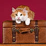 cat, orange_cat, white_cat, pet, animal, leather_suitcase, vintage, brown, fur, whiskers, ears, green_eyes, paws, portrait, studio, indoor, furniture, background, table, curious