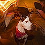 Carly is registered to the contest to win money with this photo: alert, bandana, brick, casual_clothing, couch, curious, dog, fire_pit, home, indoor, light_trail, man, night, orange_light, person, pet, seating, warm_lighting, wicker_furniture, wood_floor