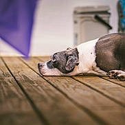 Carly is registered to the contest to win money with this photo: animal, black_and_white, calm, canine, close_up, daylight, dog, domestic_animal, floor, fur, looking, lying_down, outdoor, pet, portrait, quiet, relaxed, resting, side_view, wooden_deck