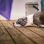 animal, black_and_white, calm, canine, close_up, daylight, dog, domestic_animal, floor, fur, looking, lying_down, outdoor, pet, portrait, quiet, relaxed, resting, side_view, wooden_deck