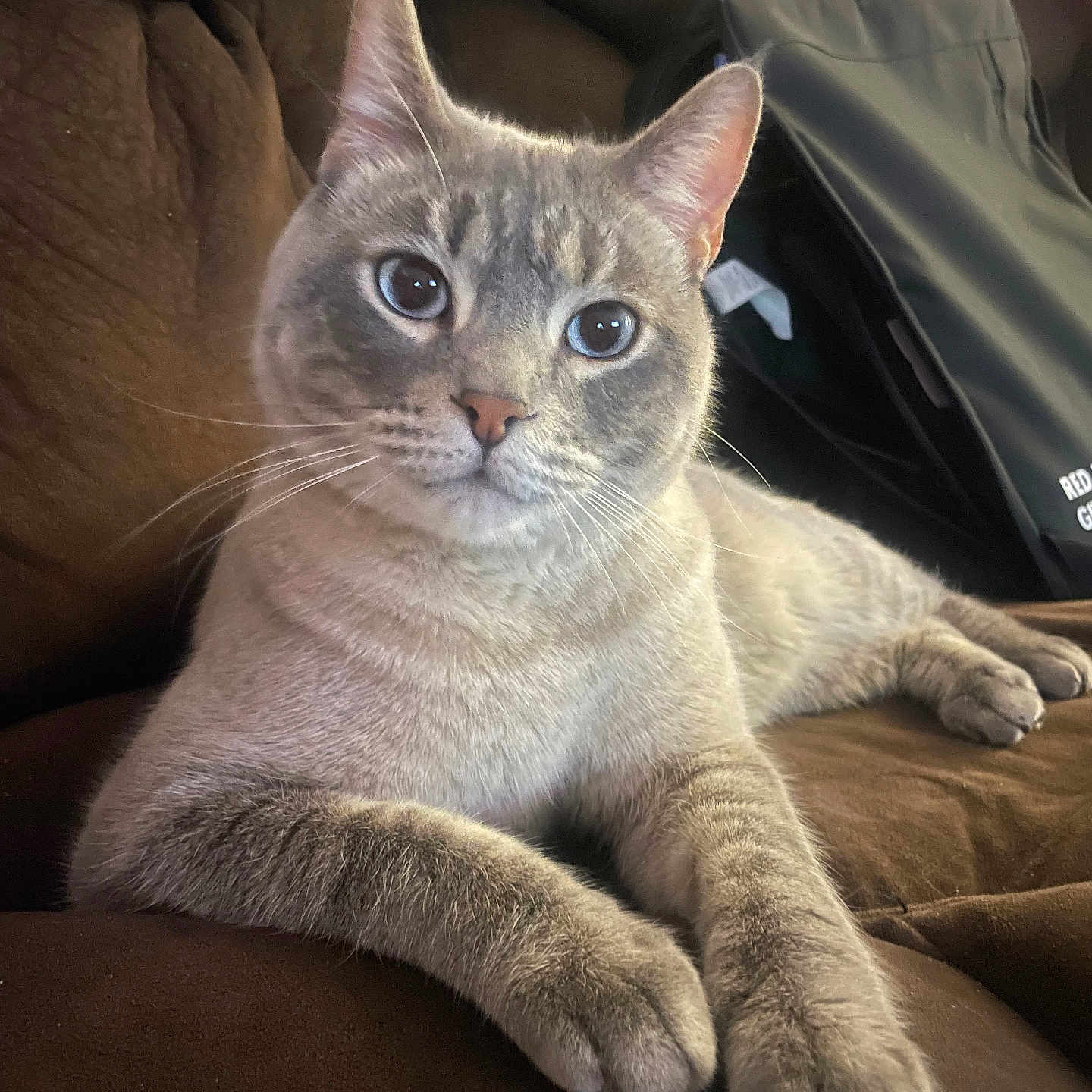 Mr Banksy joined the competition — help win amazing prizes! animal, cat, closeup, couch, cozy, cute, domestic_cat, ears, fur, furniture, grey_cat, home, indoor, livingspace, looking_at_camera, paws, pet, relaxed, resting, whiskers