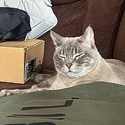 Mr Banksy joined the competition — help win amazing prizes! cat, gray_cat, couch, indoor, relaxed, feline, pet, box, handbag, fabric, brown_couch, whiskers, close_up, resting, domestic_animal, fur, animal, comfort, eyes_closed, household_items