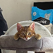 Moro a rejoint le concours — aidez-le/la à gagner de superbes lots ! cat, tabby_cat, cat_tree, pet, indoor, fan, cat_food_bag, curious, wide_eyes, perch, gray, furniture, household, pet_accessory, domestic_animal, playful, resting, closeup, animal, cute