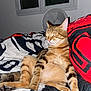 Moro a rejoint le concours — aidez-le/la à gagner de superbes lots ! cat, tabby, bed, blanket, red, black, white, indoor, fan, window, relaxed, sleeping, animal, pet, fur, striped, cozy, resting, cute, domestic