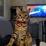 cat, tabby, bow_tie, pet, indoor, feline, curious, paw, sitting, close_up, domestic_animal, mammal, whiskers, fur, portrait, looking_at_camera, living_room, television, blurred_background, bell