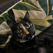 Ria participe au concours pour gagner de l'argent avec cette photo : cat, tortoiseshell, green_eyes, indoor, pillow, pattern, leaf_pattern, resting, close_up, pet, feline, fur, whiskers, animal, cute, cozy, looking_up, domestic_cat, black_fur, orange_fur