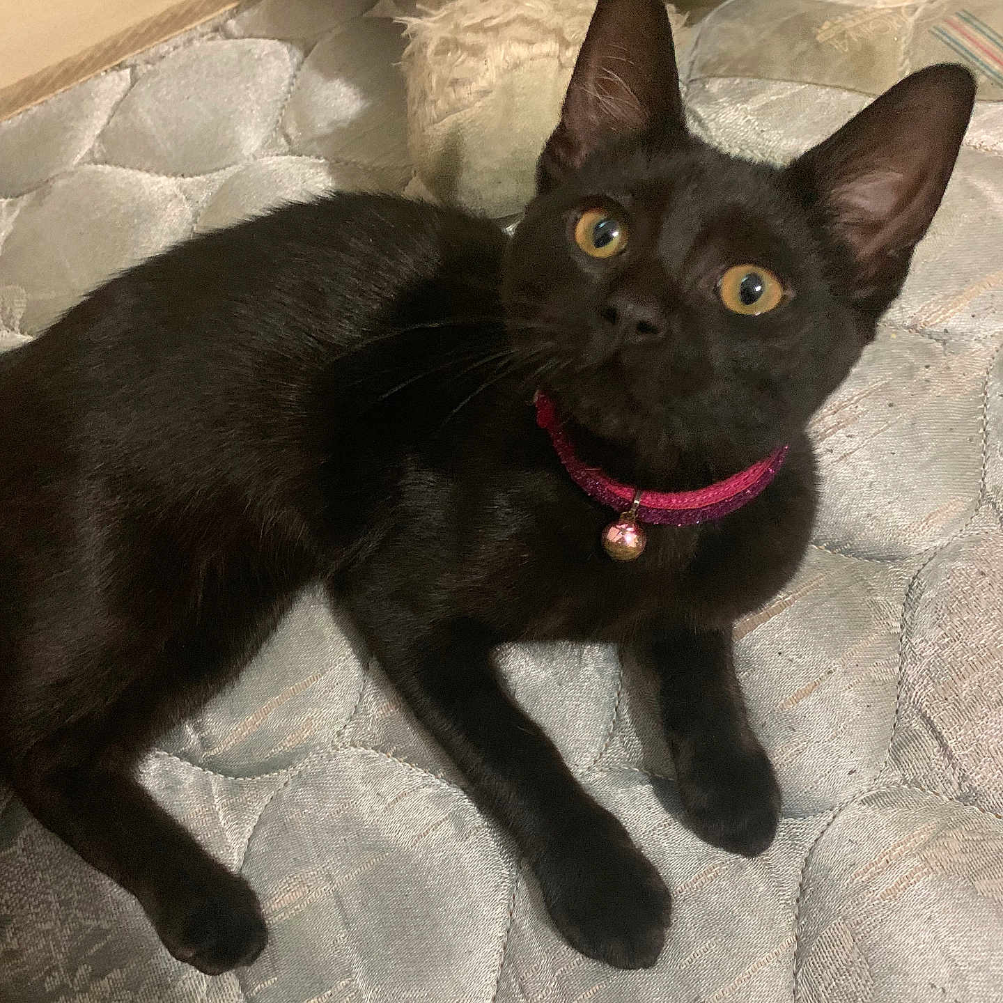 Mocha is registered to the contest to win money with this photo: animal, bedroom, black_cat, cat, closeup, collar, curious, cute, domestic_cat, feline, fur, indoor, looking_up, mattress, pet, plush_toy, resting, whiskers, yellow_eyes, young_cat