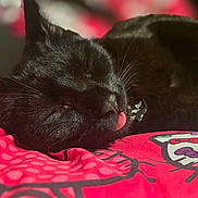 Oliver joined the competition — help win amazing prizes! cat, black_cat, sleeping, tongue_out, bed, blanket, cartoon_pattern, red_color, close_up, indoor, pet, cute, cozy, resting, fur, whiskers, animal, soft, relaxed, domestic_cat