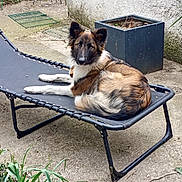 Abby a rejoint le concours — aidez-le/la à gagner de superbes lots ! animal, backyard, black_fur, brown_fur, canine, collar, concrete, cot, daylight, dog, ears_up, furniture, garden, looking, outdoor, pet, plant, relaxing, resting, white_fur